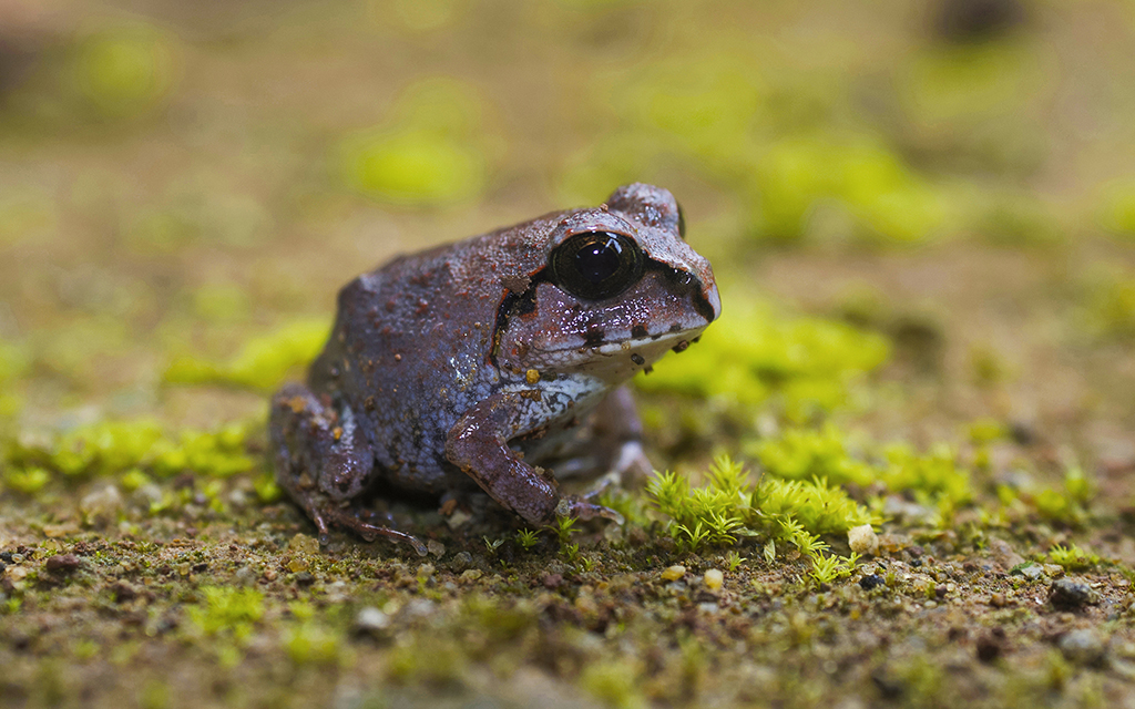 Indian Burrowing Frog